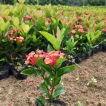 龙船花20-50高，3斤袋，7斤袋，盆苗，各种规格，大量现货