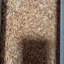 黄粉虫