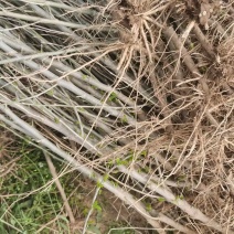 木槿小苗价格，1-3公分木槿，木槿苗低价出售