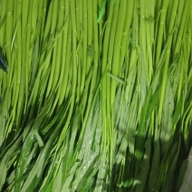 空心菜，本地菜，新鲜漂流