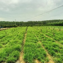麦冬草