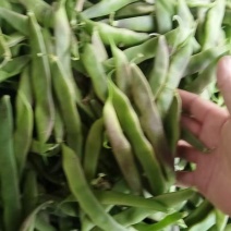 山豆油豆角紫花油豆基地一手货源大量有货可视频看货