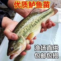 鲈鱼苗，自家渔场提供，活力好成活率高，欢迎联系咨询发全国
