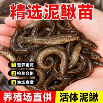 优质泥鳅苗，自家渔场提供，量大从优，欢迎联系咨询选购吧！