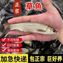 正宗草鱼苗，自家鱼苗提供，批发零售都可以发货，欢迎联系我