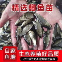 精品鲫鱼鱼苗，自家渔场养殖提供，批发零售都可以发货，来吧