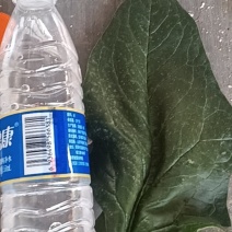 山东大叶菠菜