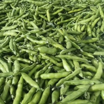 新鲜蚕豆
