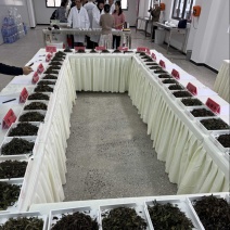 白毫银针