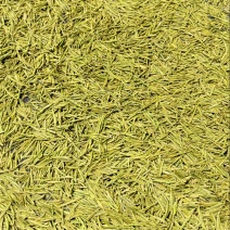贵州正安白茶