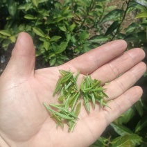 2026新茶春茶西湖龙井种清溪高山种植茶农直销茶叶