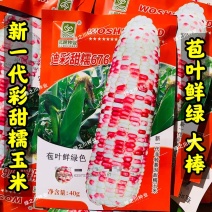 沃蔬迪彩甜糯676玉米种子鲜食南方早熟高产大棒甜糯玉米种