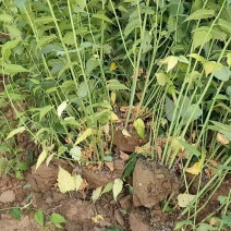 棣棠河北保定棣棠专业种植基地直销现挖现发