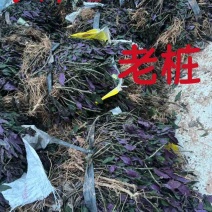 血皮菜葵苗，