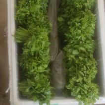（树仔菜）海南五指山野菜