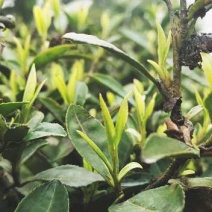 农村手工茶叶