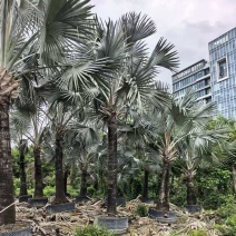 2604苗圃供应霸王棕霸王榈假植苗杆高2-8米