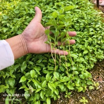岗梅芽苗基地自己种植一手货源
