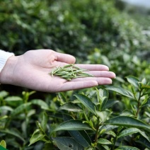 正宗土种黄山毛峰优良茶树品种清香甘甜