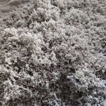 湘西莓茶