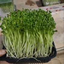 豌豆苗，芽苗菜，优选定制