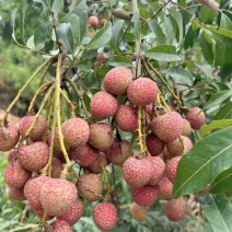 科技一号荔枝，（又叫桂花香荔枝）早熟荔枝