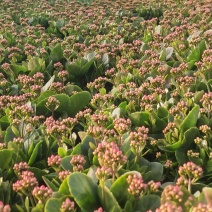兰陵县长寿花