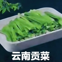 云南特级贡菜产地直发