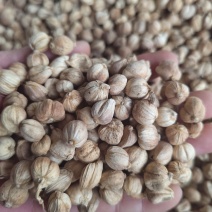 白豆蔻印尼白豆蔻原货水洗货量大从优