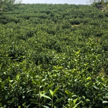 溧阳天目湖高山白茶，尖嘴白色，黄金茶，奶油白茶，自产自销