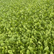 精品鸡毛菜