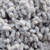 新疆精选棉籽基地直供质量保证一手货源全国发货欢迎订购