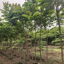 麻楝3-5公分全冠基地直销