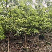 金丝楠木3-4公分自家基地直销