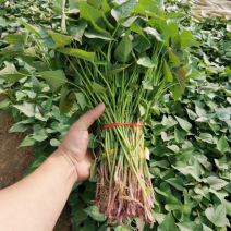 脱毒原种红薯苗商薯苗包成活免费技术指导，产地批发价格低