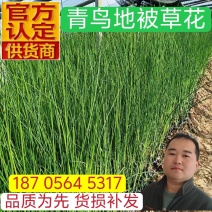 优质水葱杯苗水葱基地保质保量发货货损补发