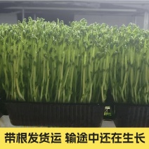 豌豆苗