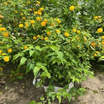 黄棣棠散冠规格:30美植袋，基地有量，欢迎来一亩田订购。
