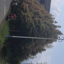 金丝楠木