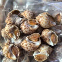 巴基斯坦花螺50/80