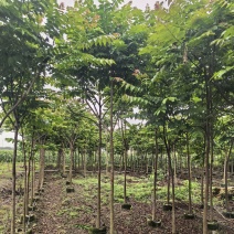 麻楝3-5公分全冠基地现货大量出售