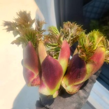 贵州野生刺老芽