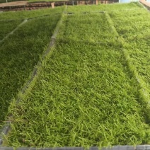 苔藓植物大灰藓草皮微景观雨林缸盆栽园艺假山铺面趣味造景