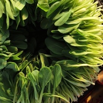 鸡毛菜