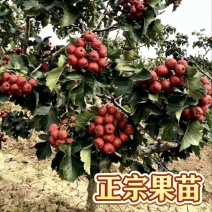 正宗大金星山楂树苗4-6年结果苗河北保定自家种植基地