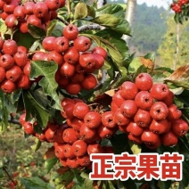 大五棱山楂树苗4-6年苗自家基地现挖现发保定产地批发