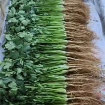云南红河精品香菜产地一手货源量大价优欢迎随时电话联系