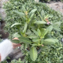 带花带果人参果盆栽现货人参果苗