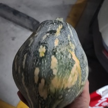 南瓜有7000多斤左右