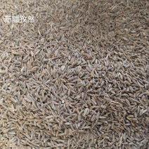 孜然粒印度进口孜然新疆孜然孜然粉量大价格优势